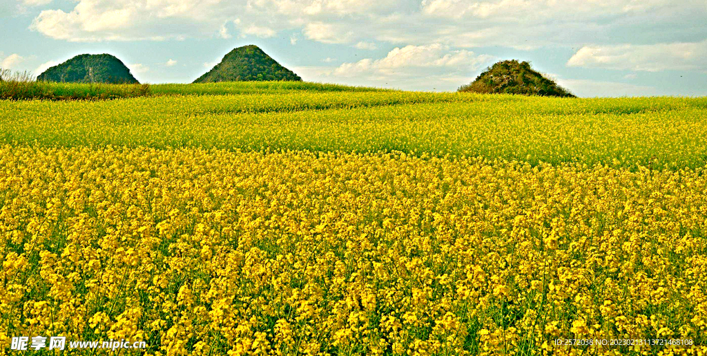 罗平油菜花景区