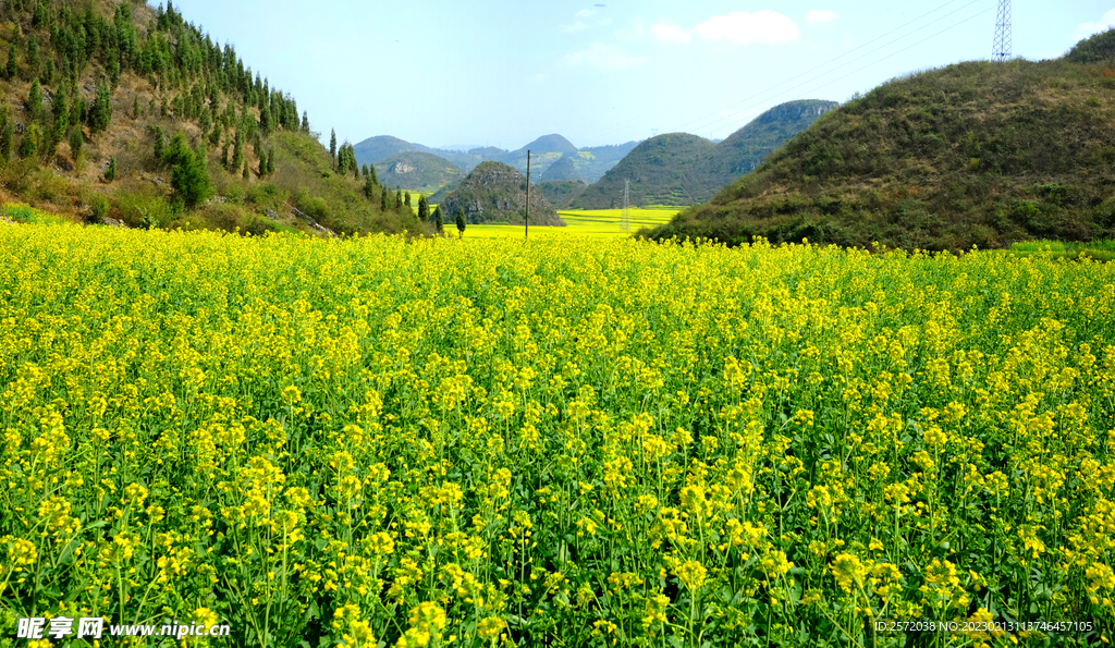 罗平油菜花景区