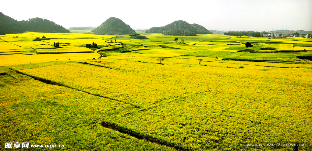 罗平油菜花景区