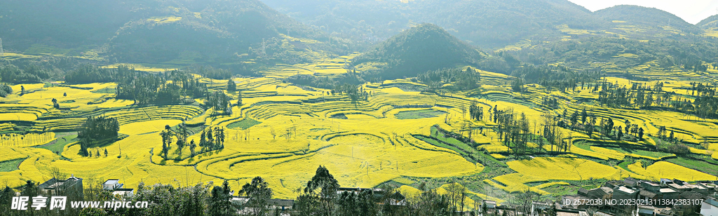 罗平油菜花景区