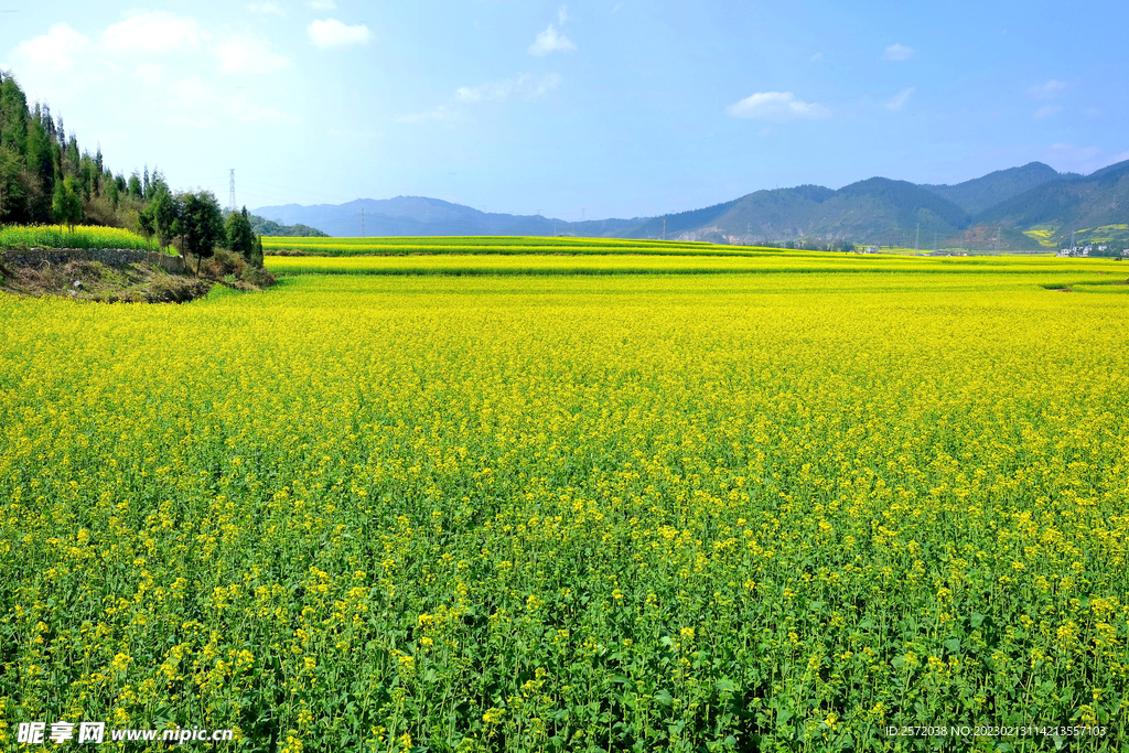 罗平油菜花景区