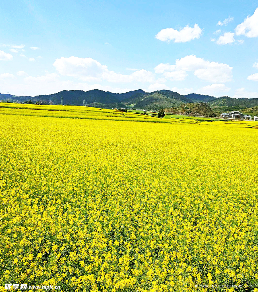 罗平油菜花景区