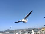 云南海边海鸥