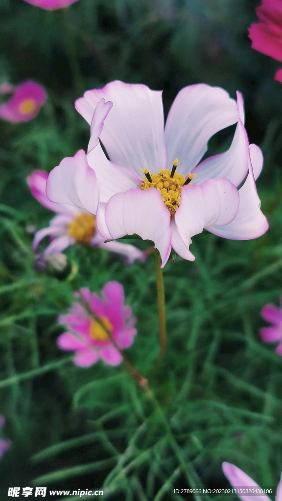 波斯菊