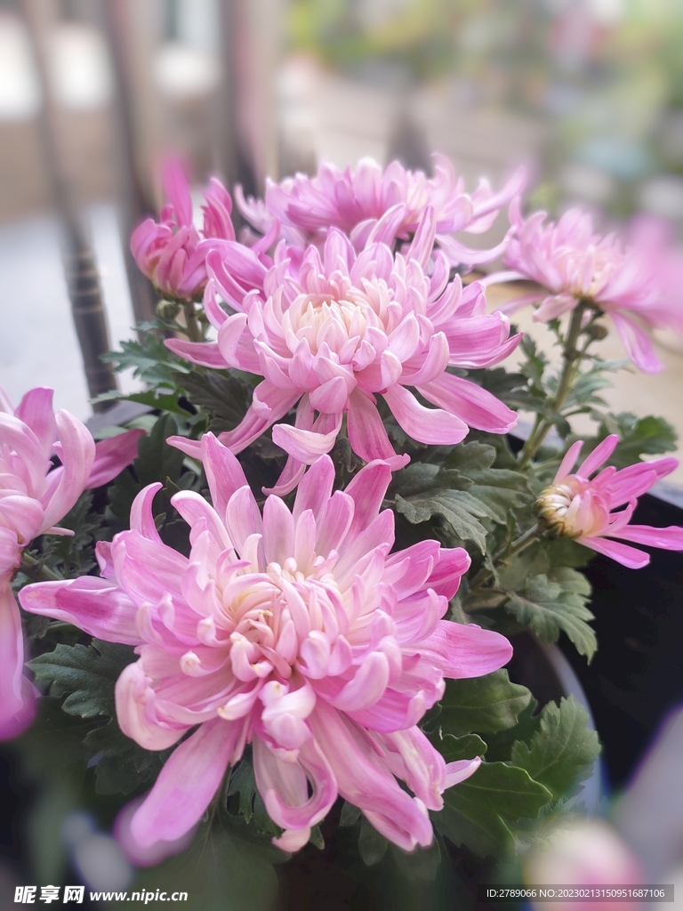 菊花