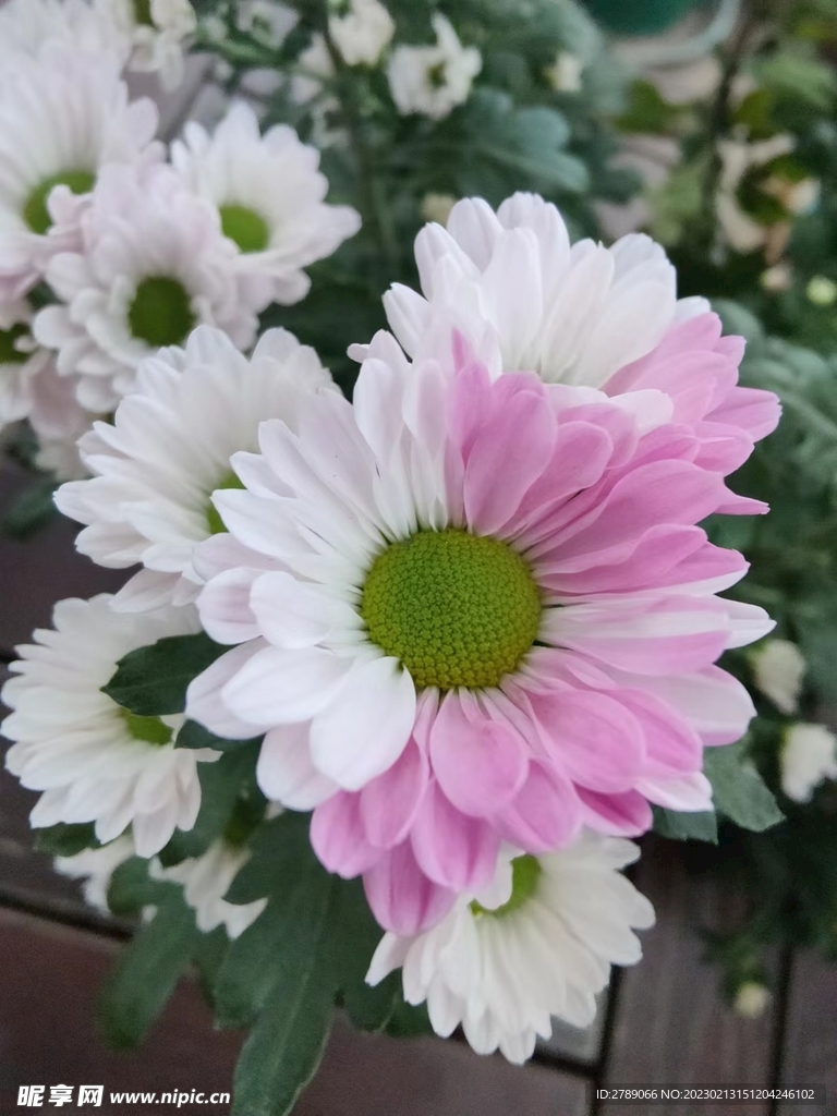 菊花