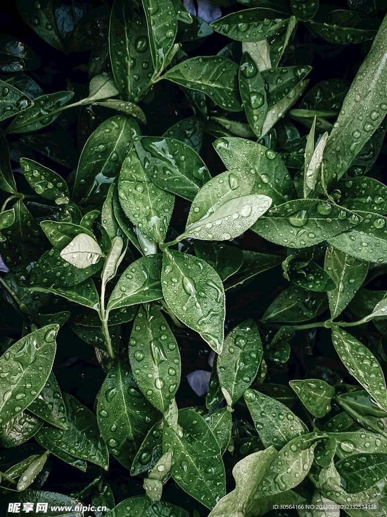 绿植绿叶