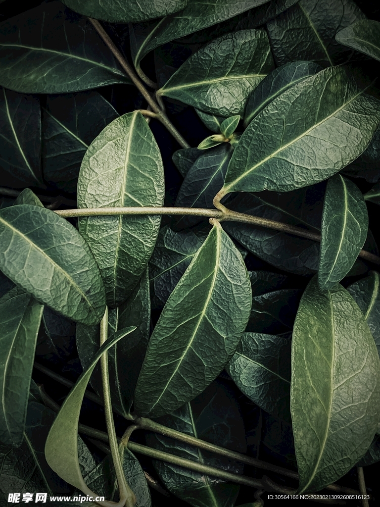 绿植绿叶