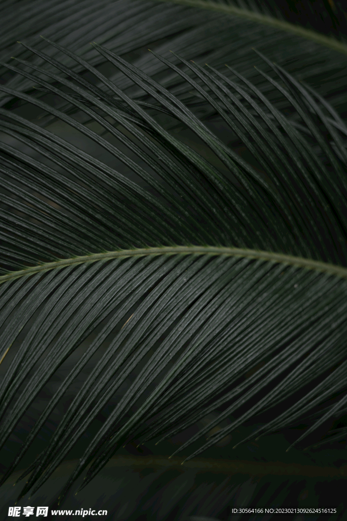 绿植绿叶