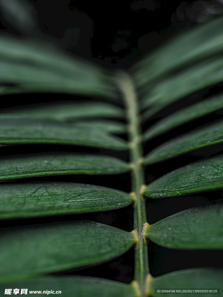 绿植绿叶