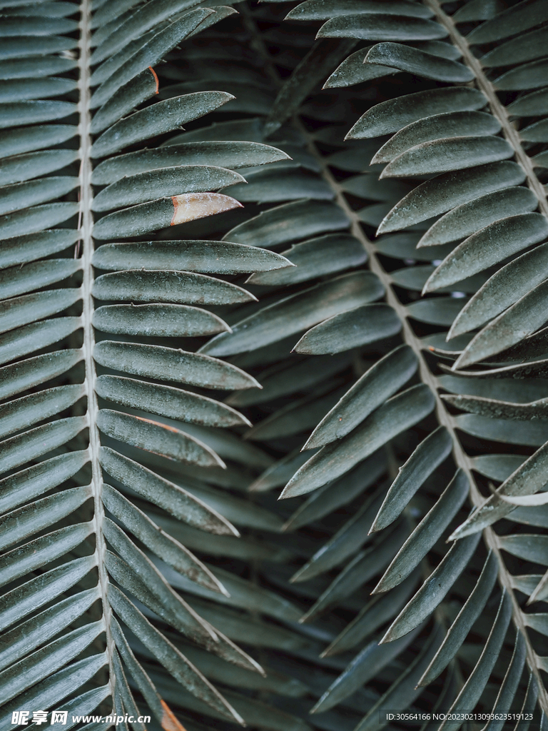 绿植绿叶