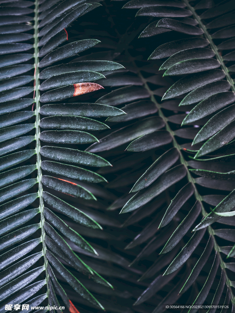 绿植绿叶