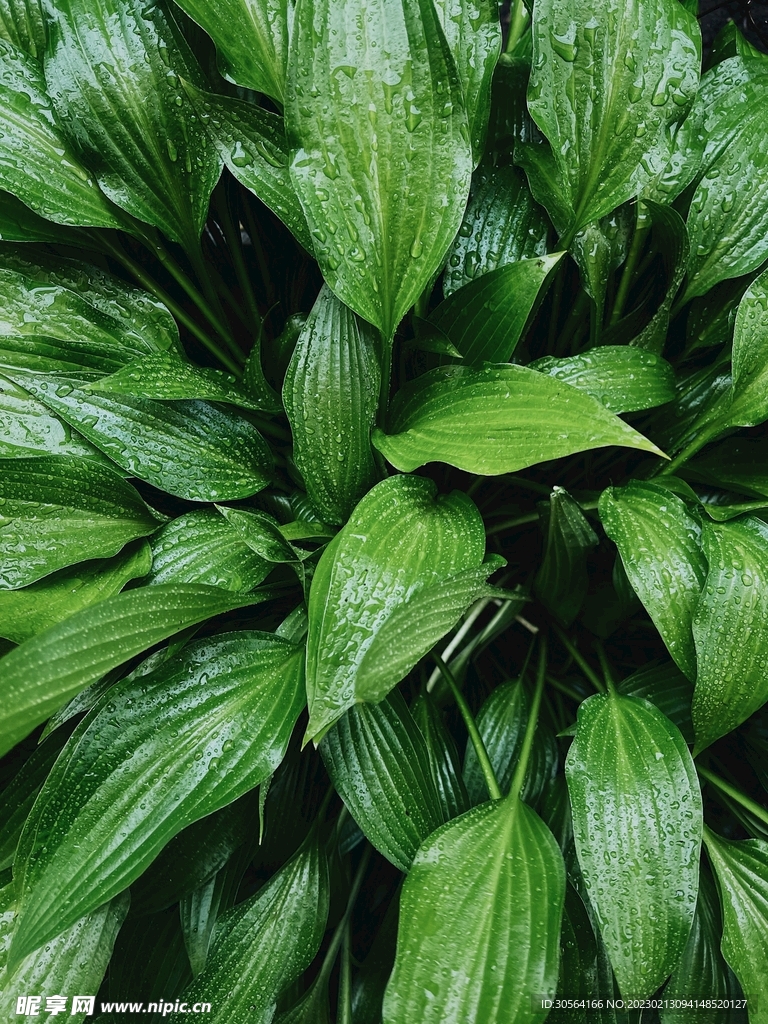 绿植绿叶
