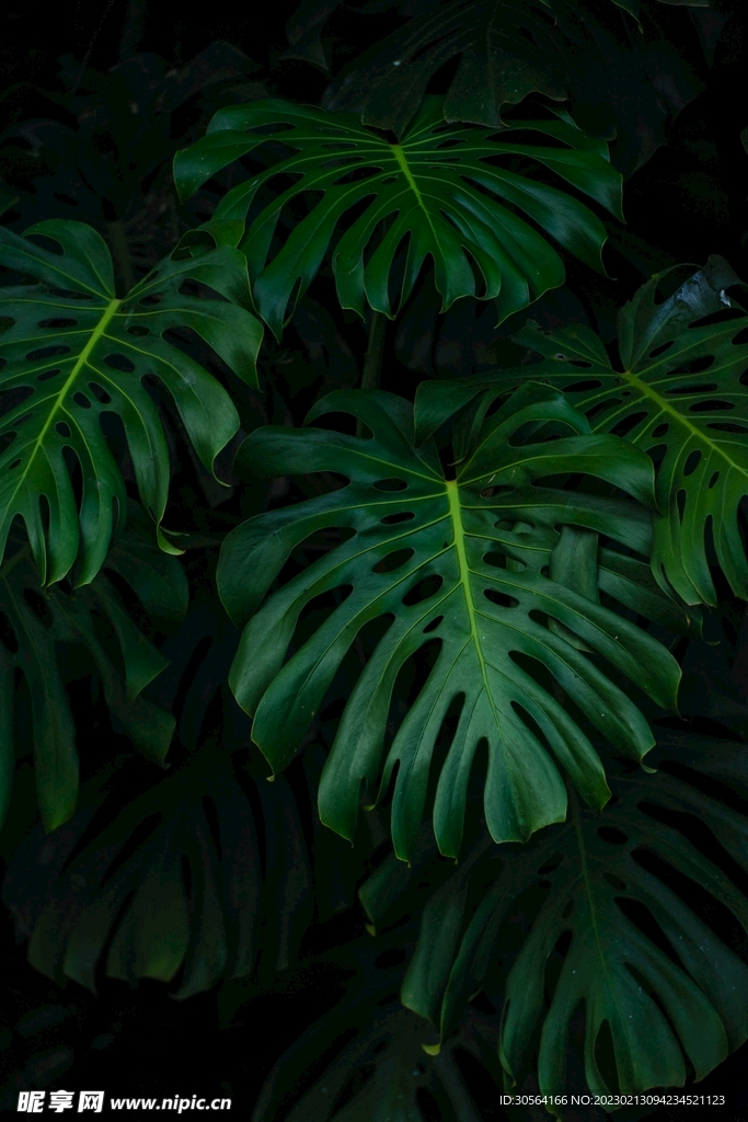 绿植绿叶