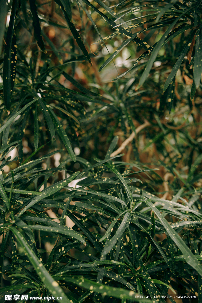 绿植绿叶