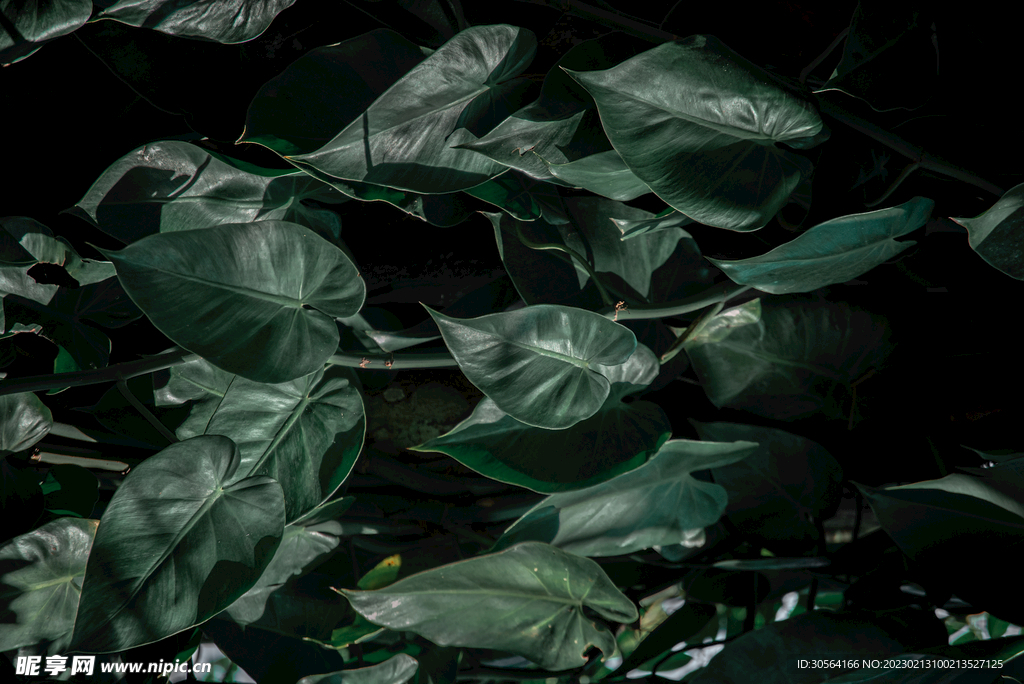 绿植绿叶