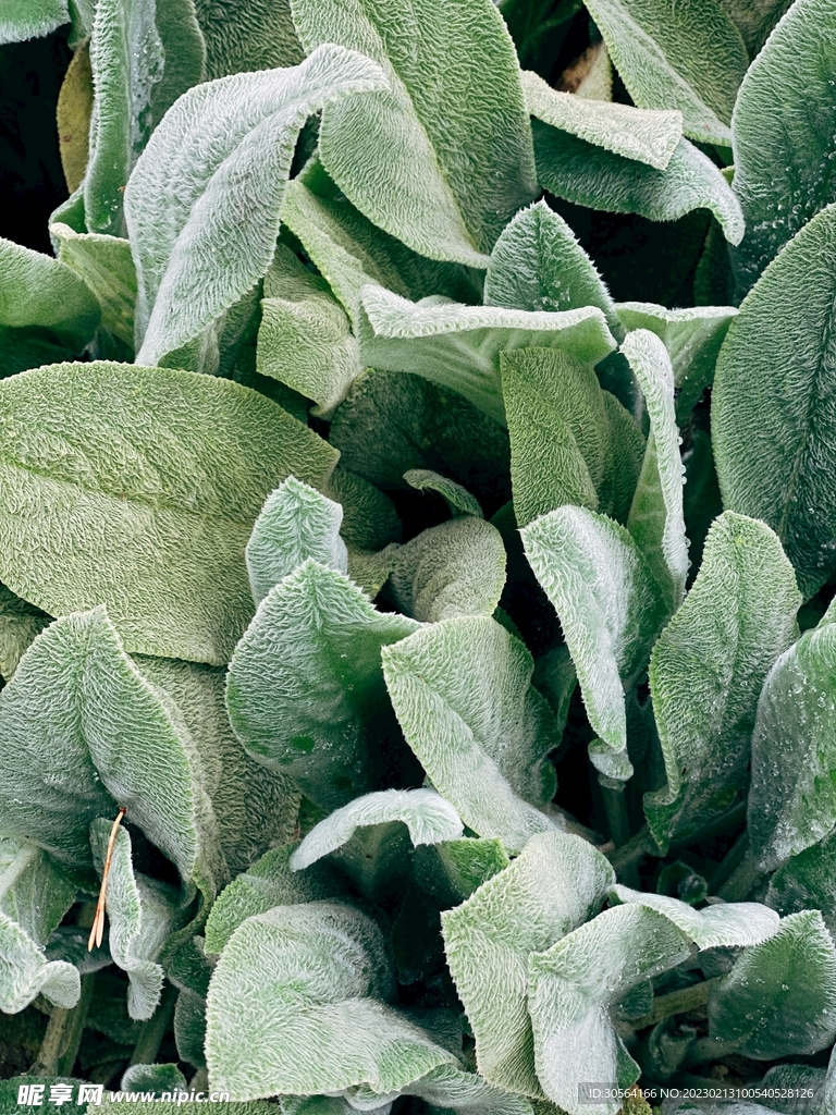 绿植绿叶
