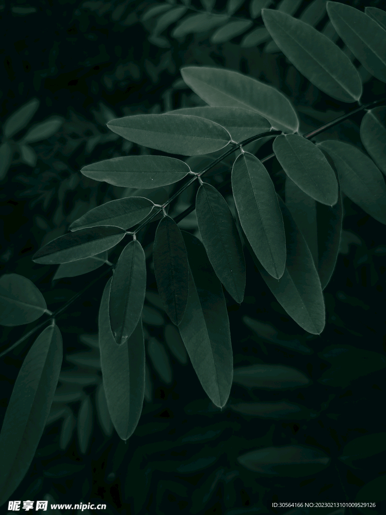 绿植绿叶