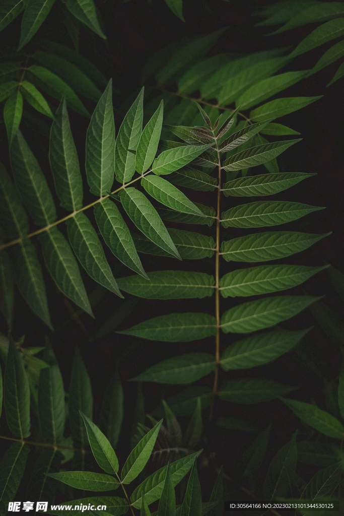绿植绿叶