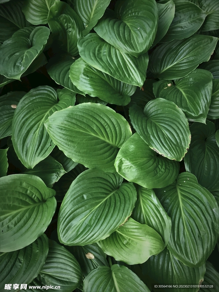 绿植绿叶