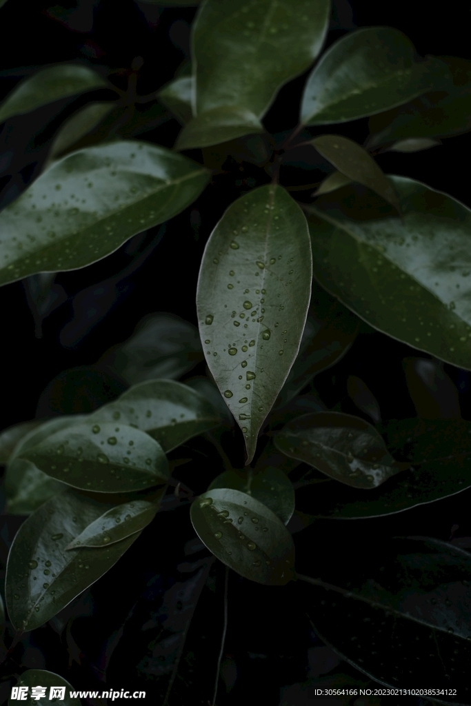 绿植绿叶