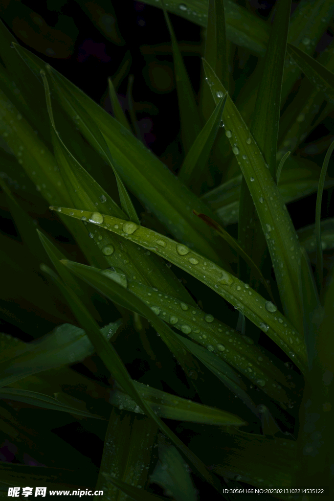 绿植绿叶