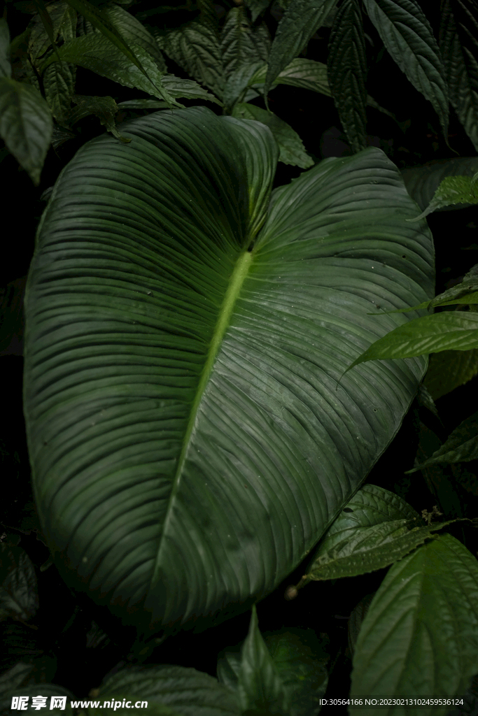 绿植绿叶