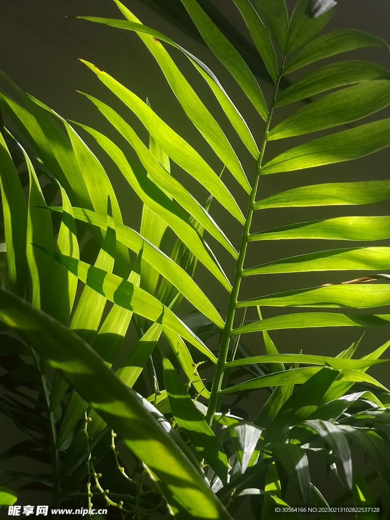 绿植绿叶