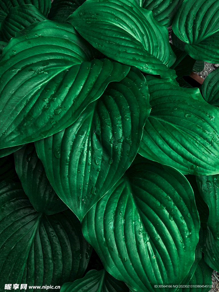 绿植绿叶