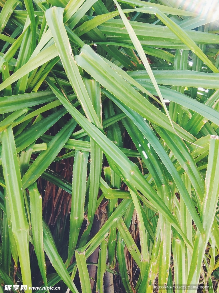 绿植绿叶