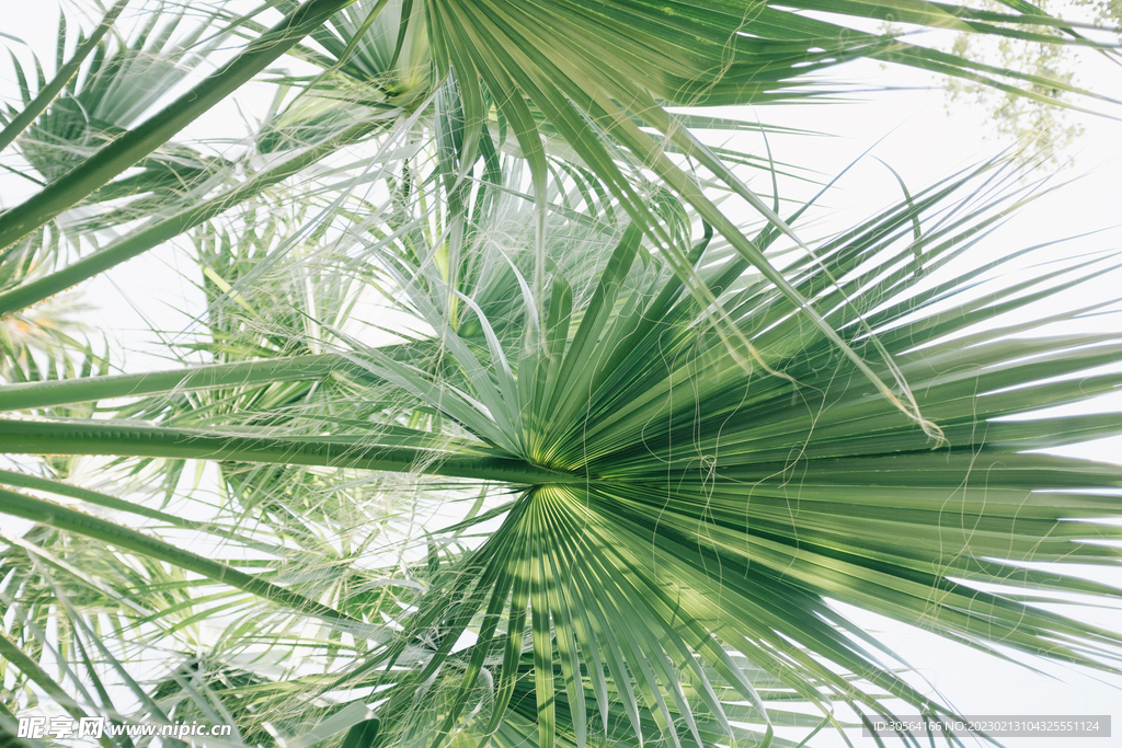 绿植绿叶