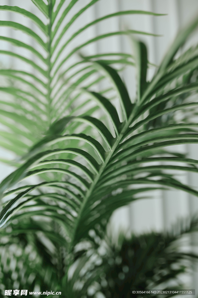 绿植绿叶