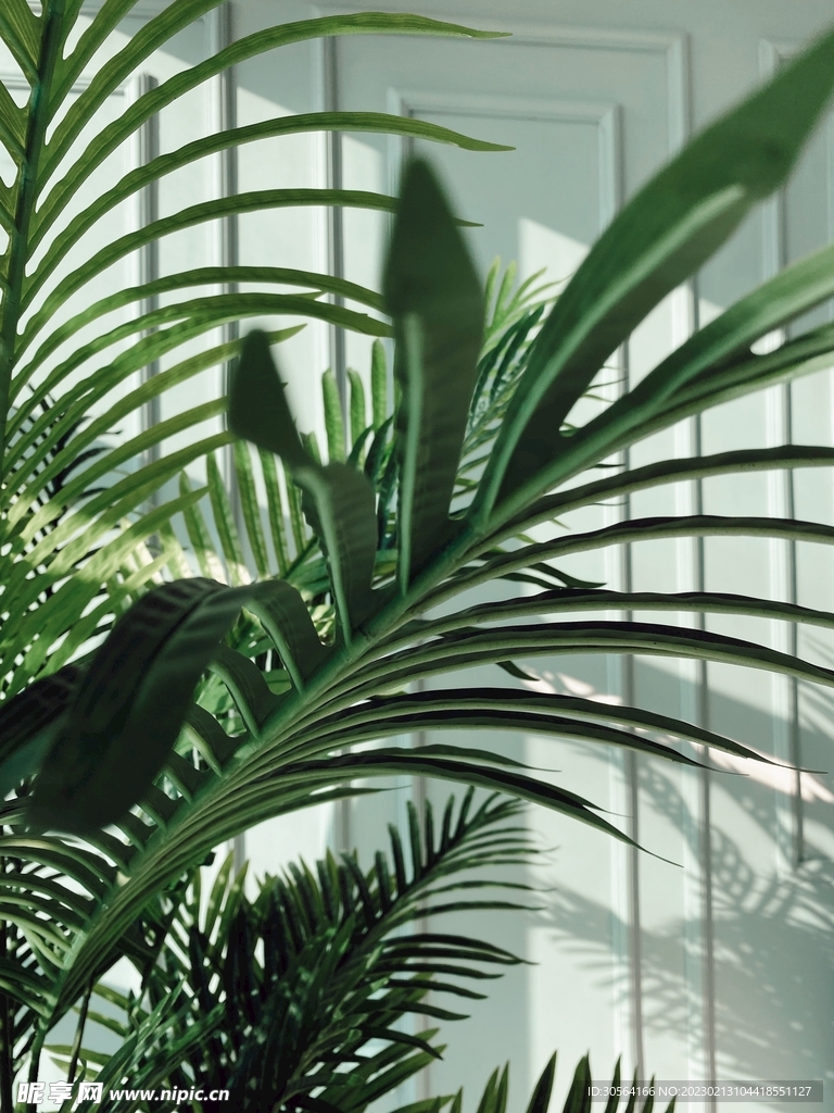绿植绿叶