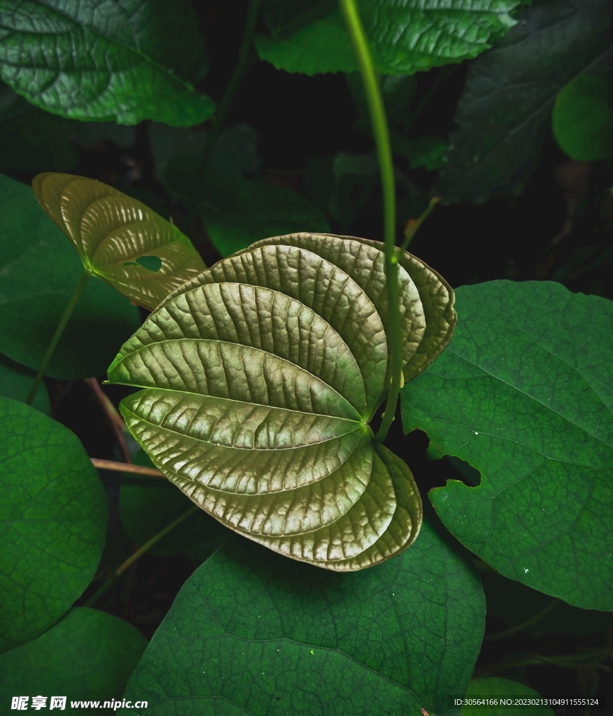绿植绿叶