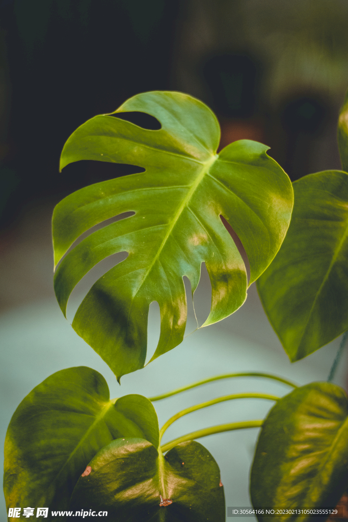 绿植绿叶