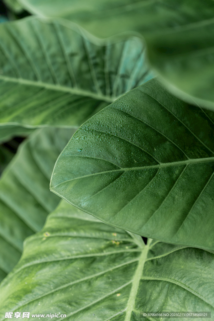 绿植绿叶