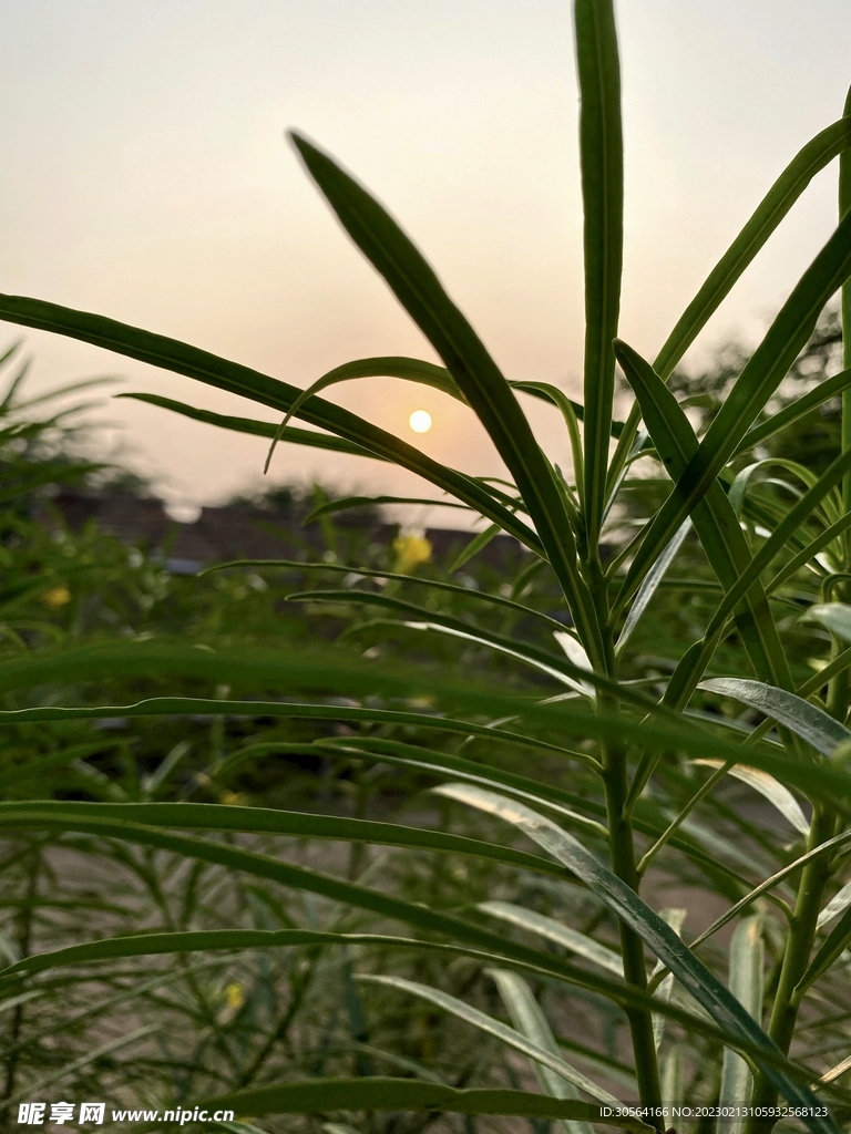 绿植绿叶
