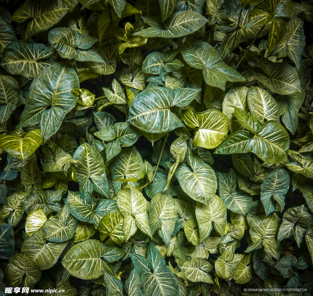 绿植绿叶