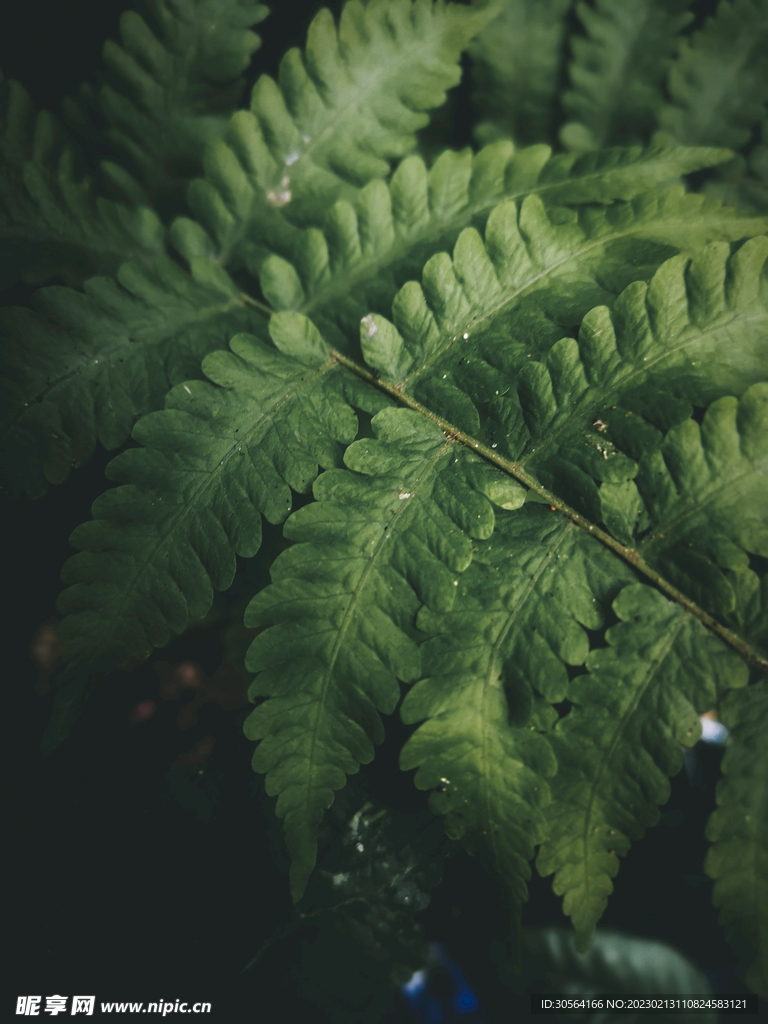 绿植绿叶