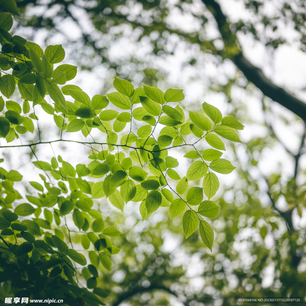 绿植绿叶