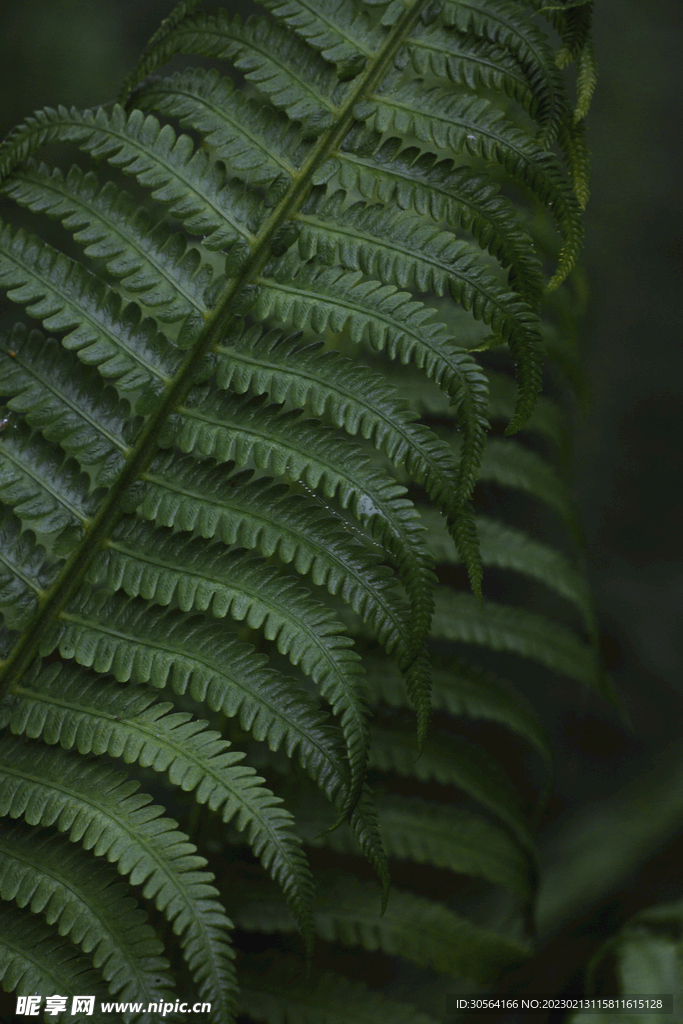 绿植绿叶