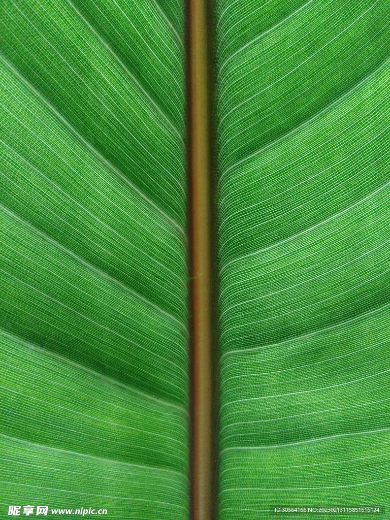 绿植绿叶