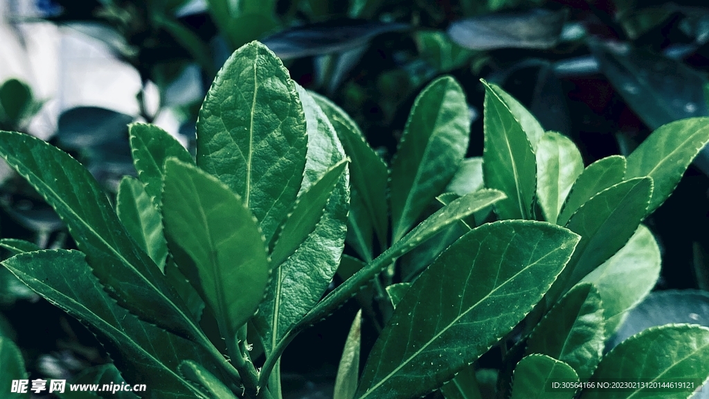 绿植绿叶