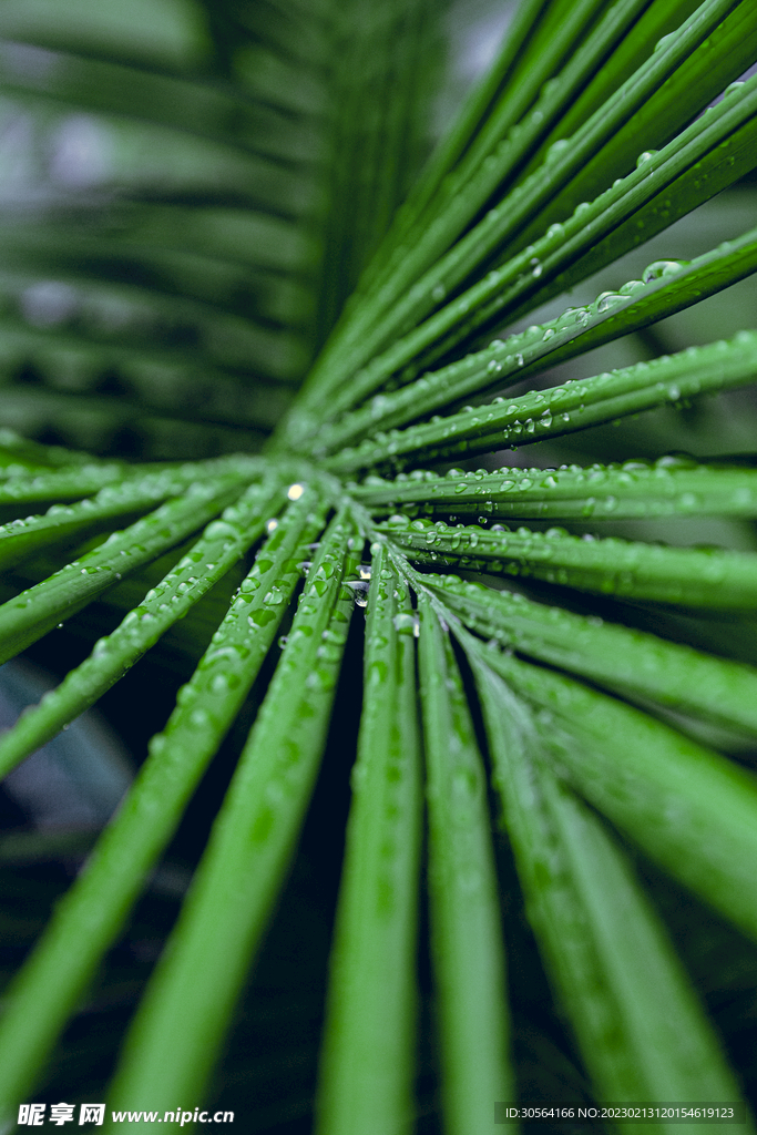绿植绿叶