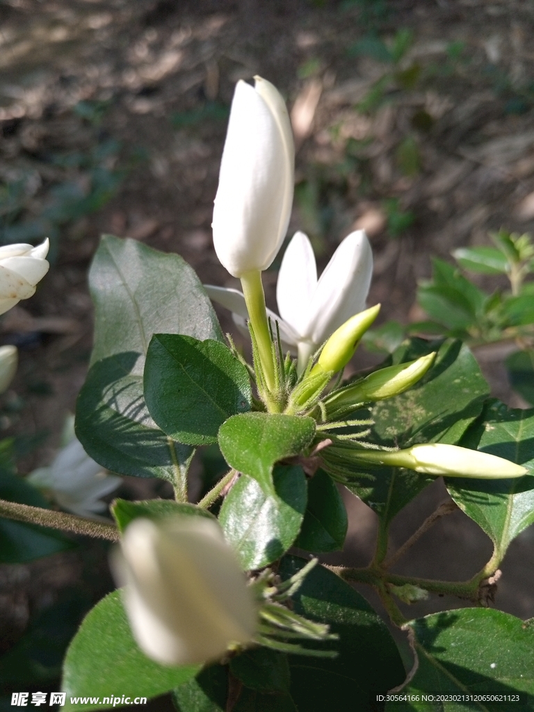 茉莉花