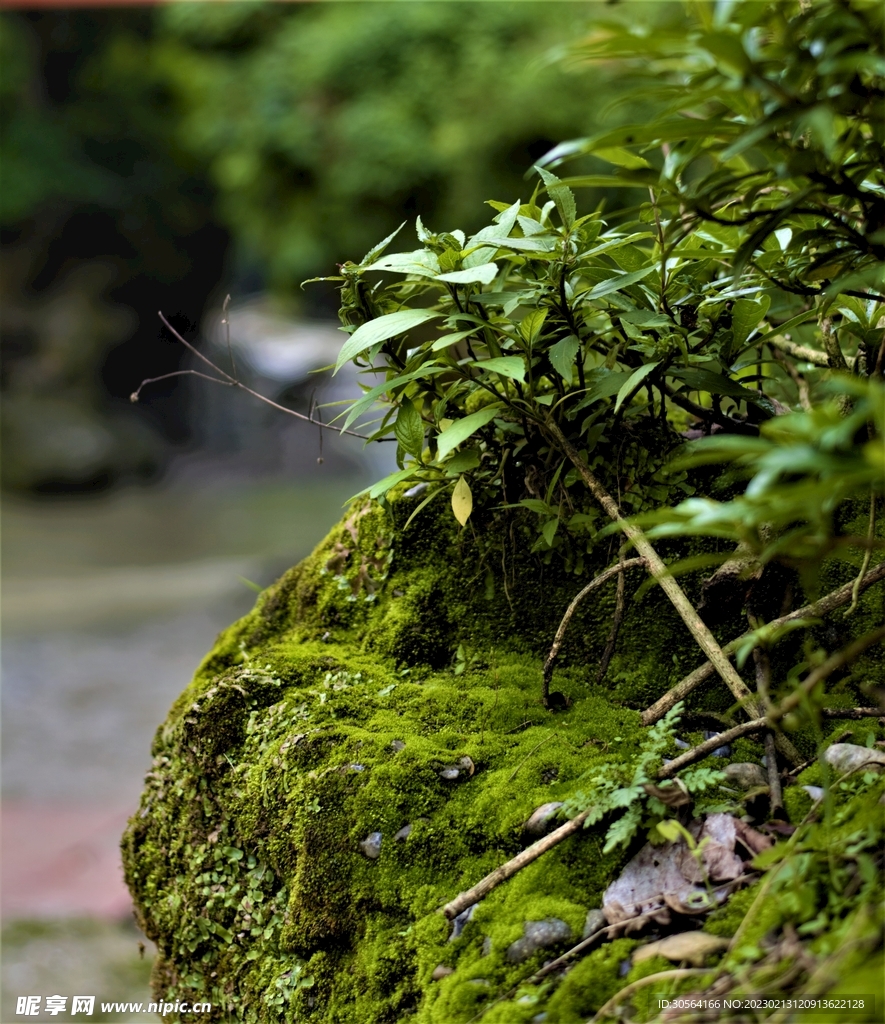 绿植绿叶