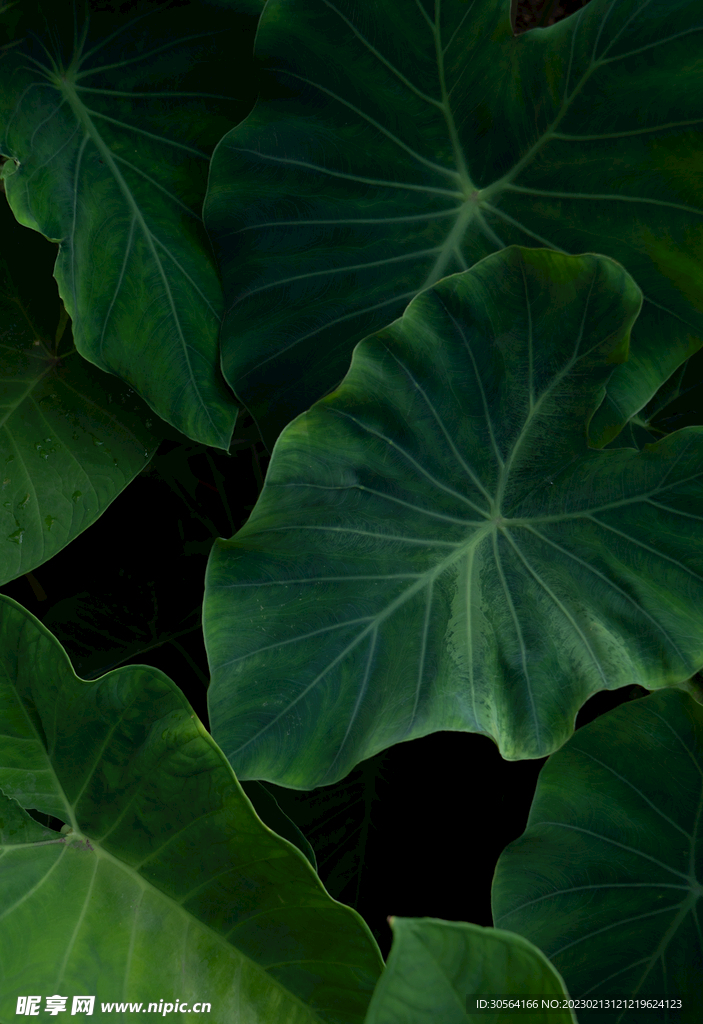 绿植绿叶