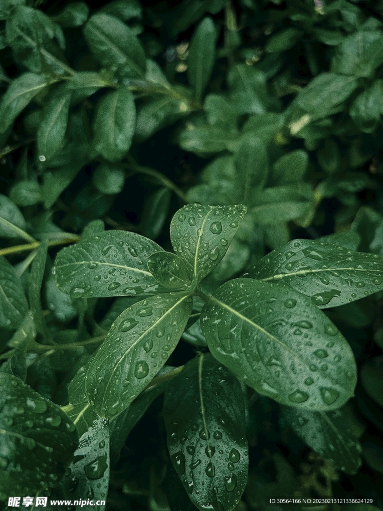 绿植绿叶