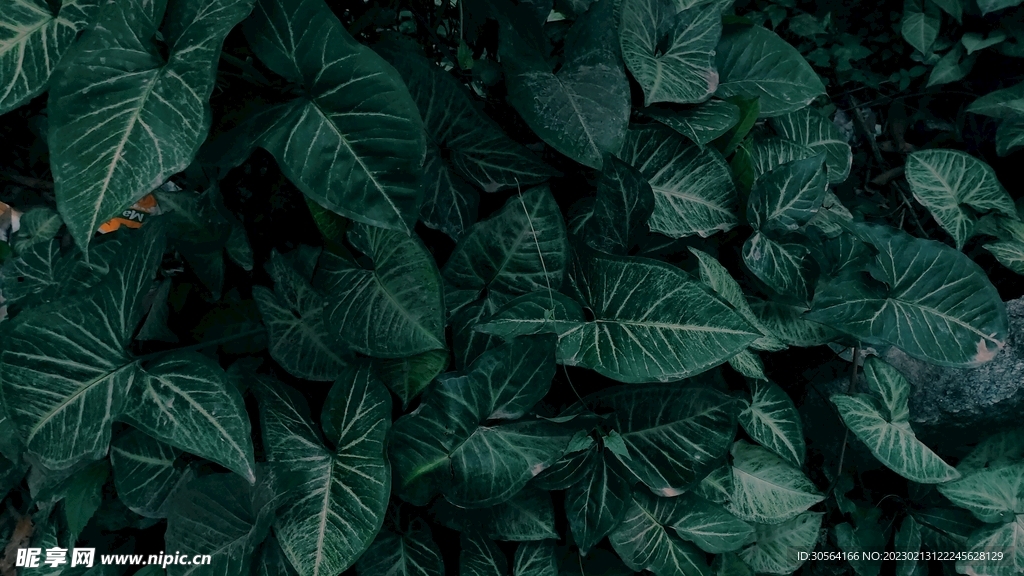 绿植绿叶