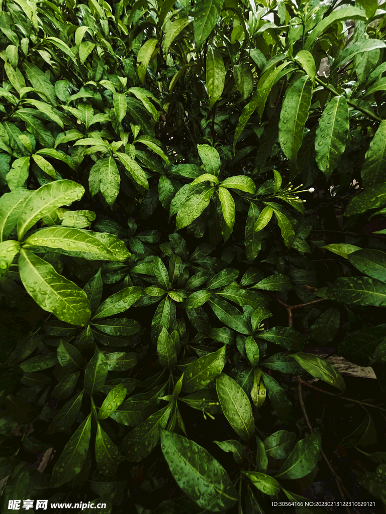 绿植绿叶